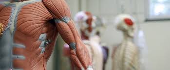 Anatomy Welcome Image