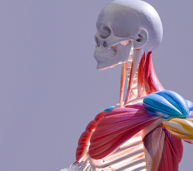 Anatomy Welcome Image